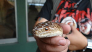 Zoológico de Irapuato: Conoce a…