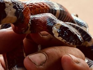 ¡El Zoológico de Irapuato abrirá…