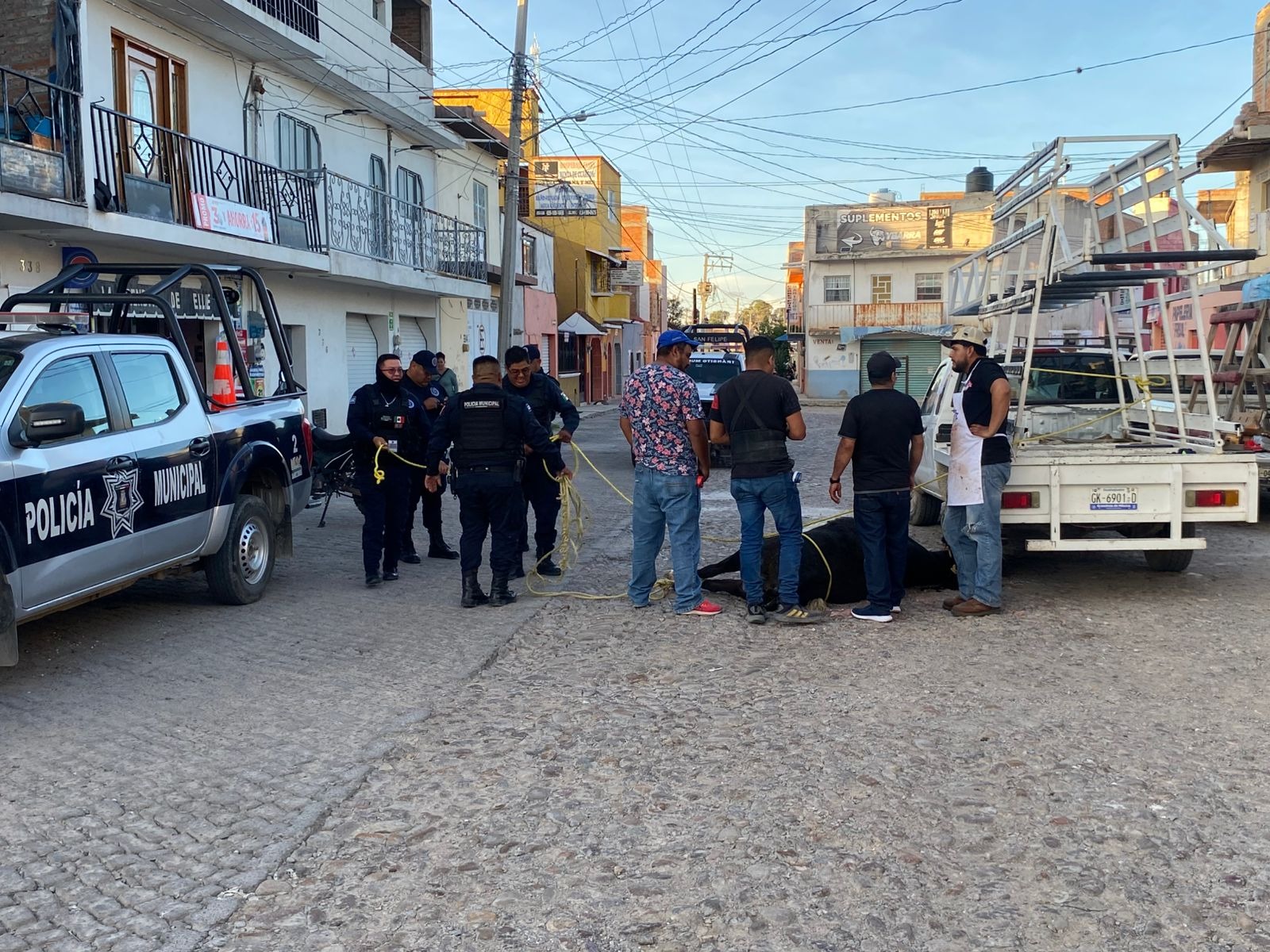 Caos en San Felipe: tres toros caen de una traila, hieren a personas y causan destrozos