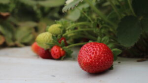 La fresa, milagro de Irapuato: autoridades y productores lanzan cruzada para rescatar la frutilla