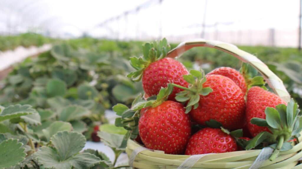 Festival de la Fresa 2025: Irapuato celebra su identidad y sabor con productores, gastronomía y tradició