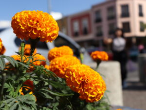 Irapuato se pinta de naranja: cempasúchil, la flor que se come, se huele y se respira”