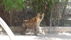 hiena que llegó de chapultepec a irapuato