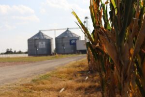 Guanajuato lanza apoyo de $150 por tonelada a productores de maíz blanco del ciclo Primavera–Verano 2025, acordado durante el Paro Nacional