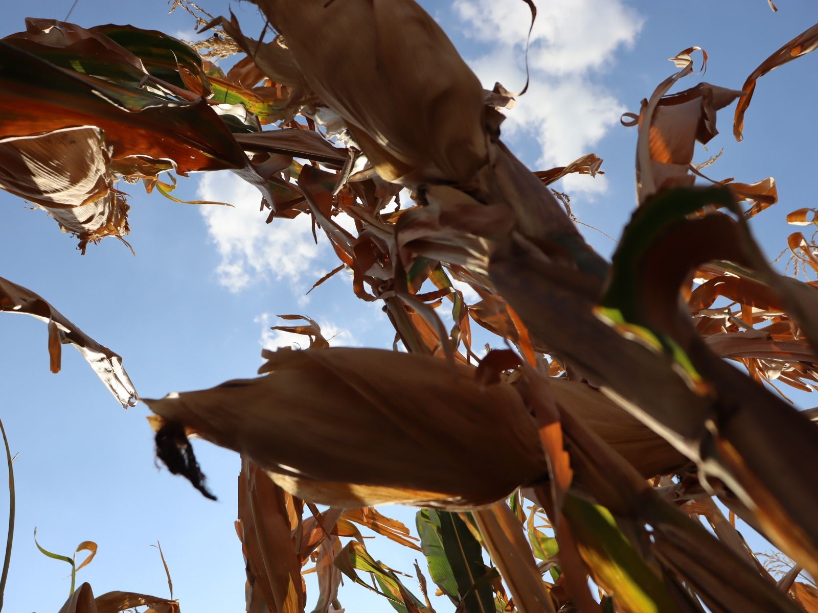 precio del maíz se desploma