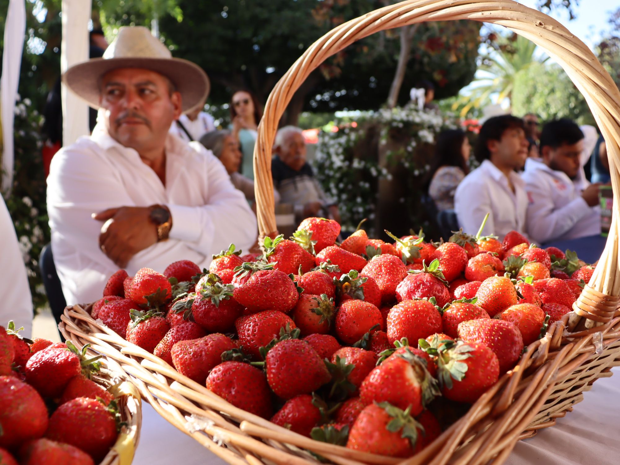 La Fresa de Oro corona éxito del Festival de la Fresa 2025, el campo irapuatense y la identidad de una ciudad
