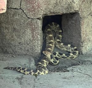 Frío empuja a serpientes, arañas y coyotes hacia viviendas en Irapuato: esto debes saber