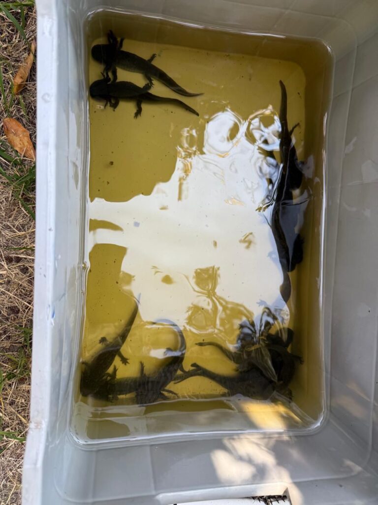 CINVESTAV y el Dr Simi liberan 1,000 ajolotes en Xochimilco para salvar su especie