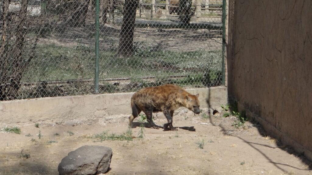 ¿Te acuerdas de Winnie, la hiena ? Ya convive con Niru y el ZooIra confirma buena adaptación para futuras hienitas bebé