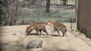 ¿Te acuerdas de Winnie? Ya convive con Niru y el ZooIra confirma buena adaptación para futuras hienitas bebé