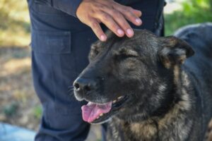 Entre ladridos, disciplina y vocación:&hellip;