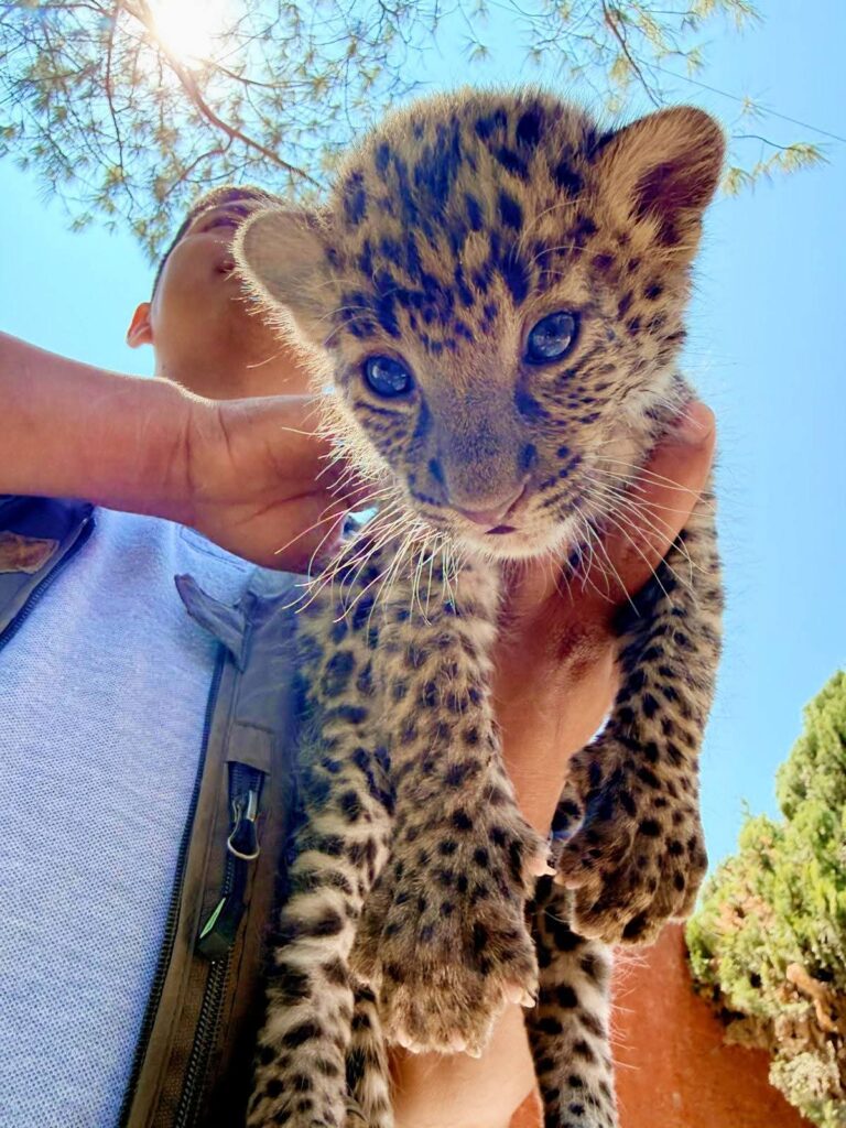Nacen dos leopardos africanos en el Zoológico de Irapuato y así puedes verlos