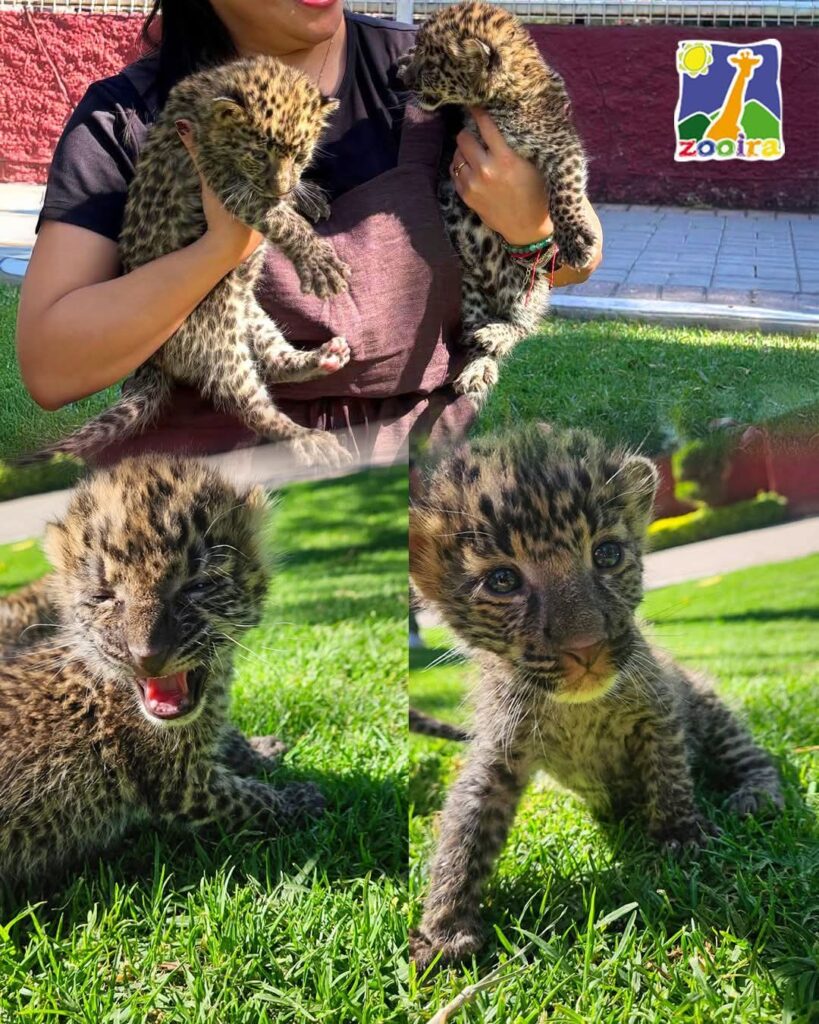 Nacen dos leopardos africanos en el Zoológico de Irapuato y así puedes verlos