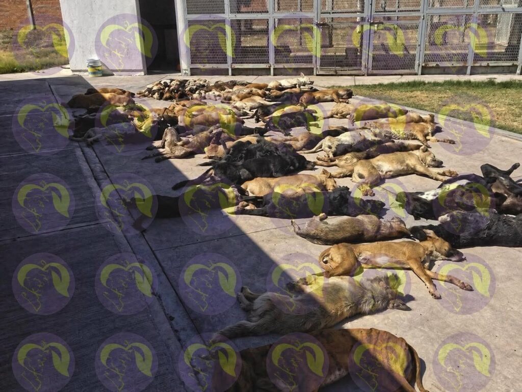 Más de 30 mil animales sacrificados en Irapuato: activistas alertan sobre una crisis que no se está atendiendo