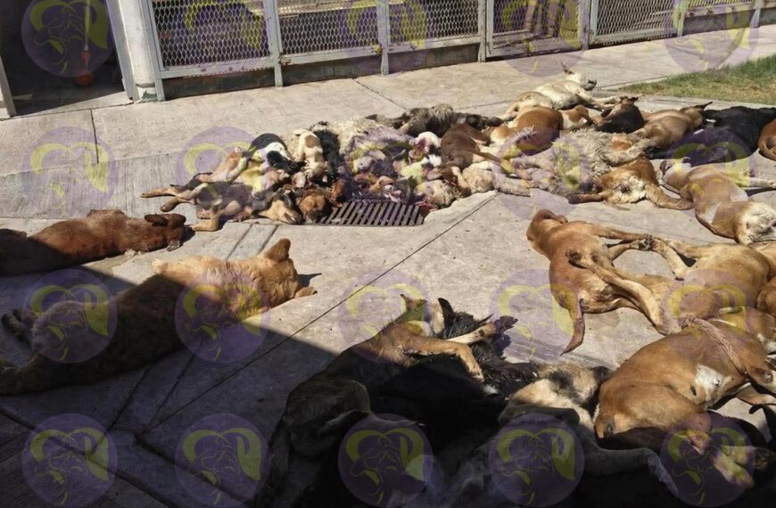 Más de 30 mil animales sacrificados en Irapuato: activistas alertan sobre una crisis que no se está atendiendo
