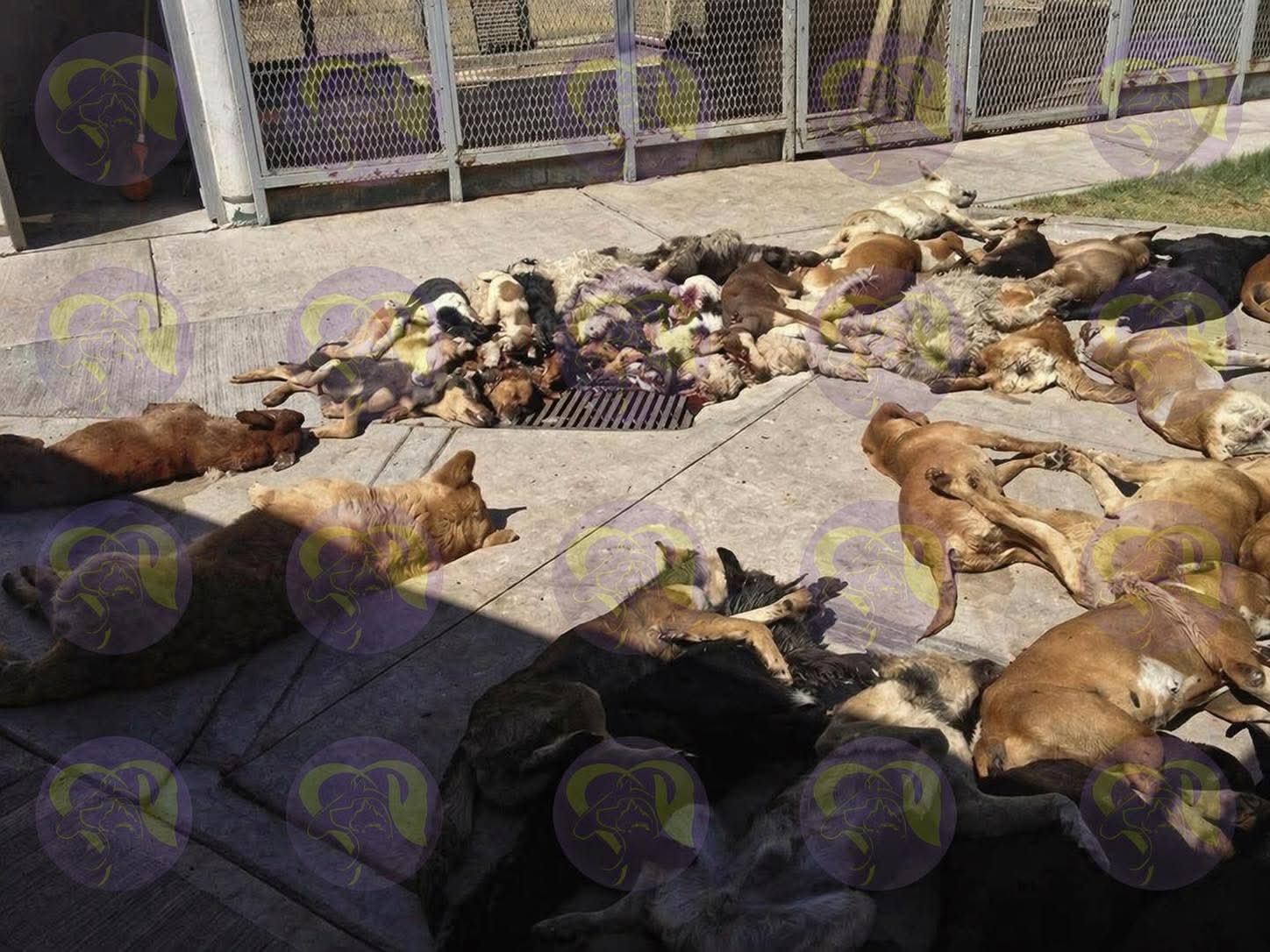 Más de 30 mil animales sacrificados en Irapuato: activistas alertan sobre una crisis que no se está atendiendo