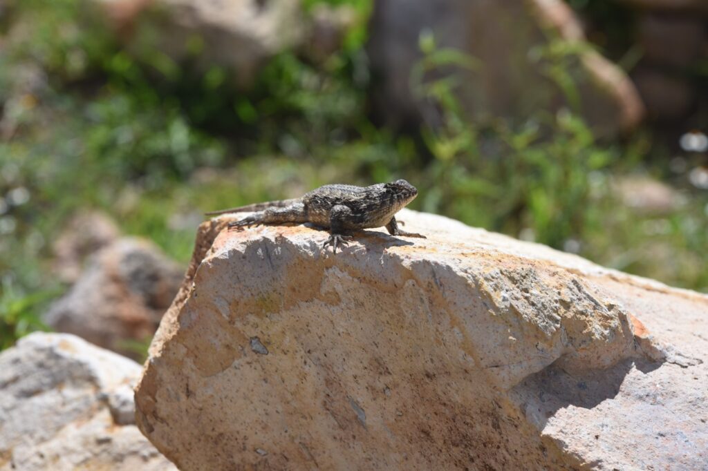 Niños en Irapuato podrán ganar premios con dibujos y cuentos en “Aliados del Ambiente”