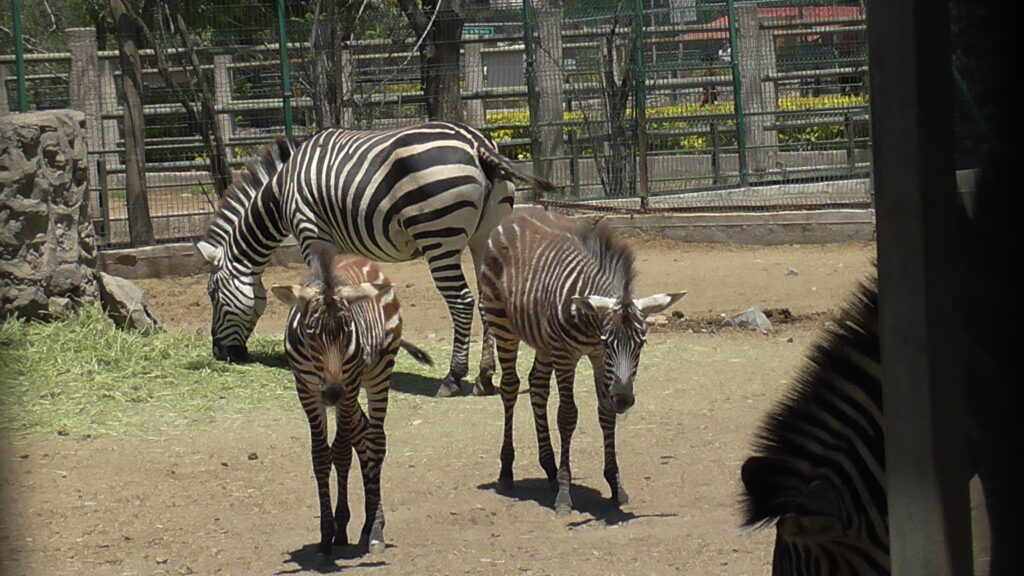 Así son las nuevas crías del Zoológico de Irapuato: Cebra de Grant