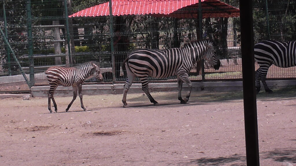 Así son las nuevas crías del Zoológico de Irapuato: Cebra de Grant