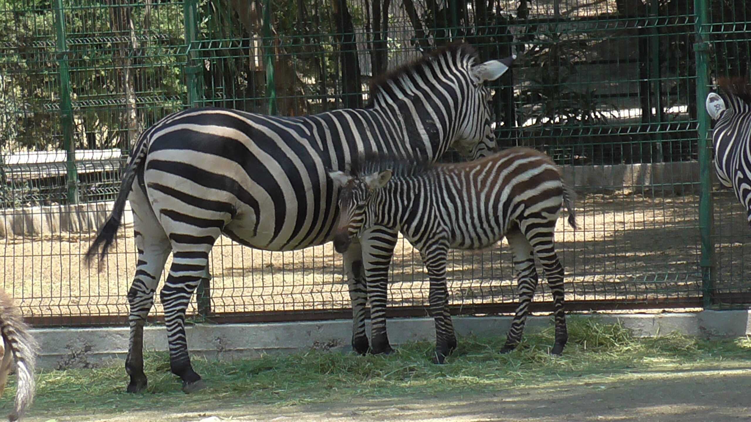 Así son las nuevas crías del Zoológico de Irapuato: Cebra de Grant