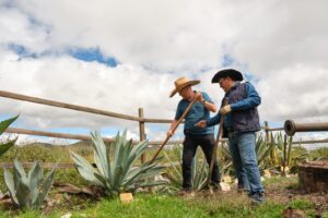 Guanajuato suma cuatro municipios a la Denominación de Origen Mezcal
