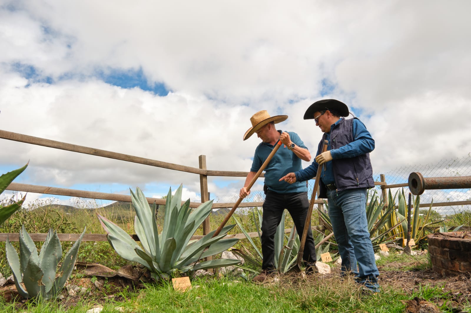Guanajuato suma cuatro municipios a la Denominación de Origen Mezcal