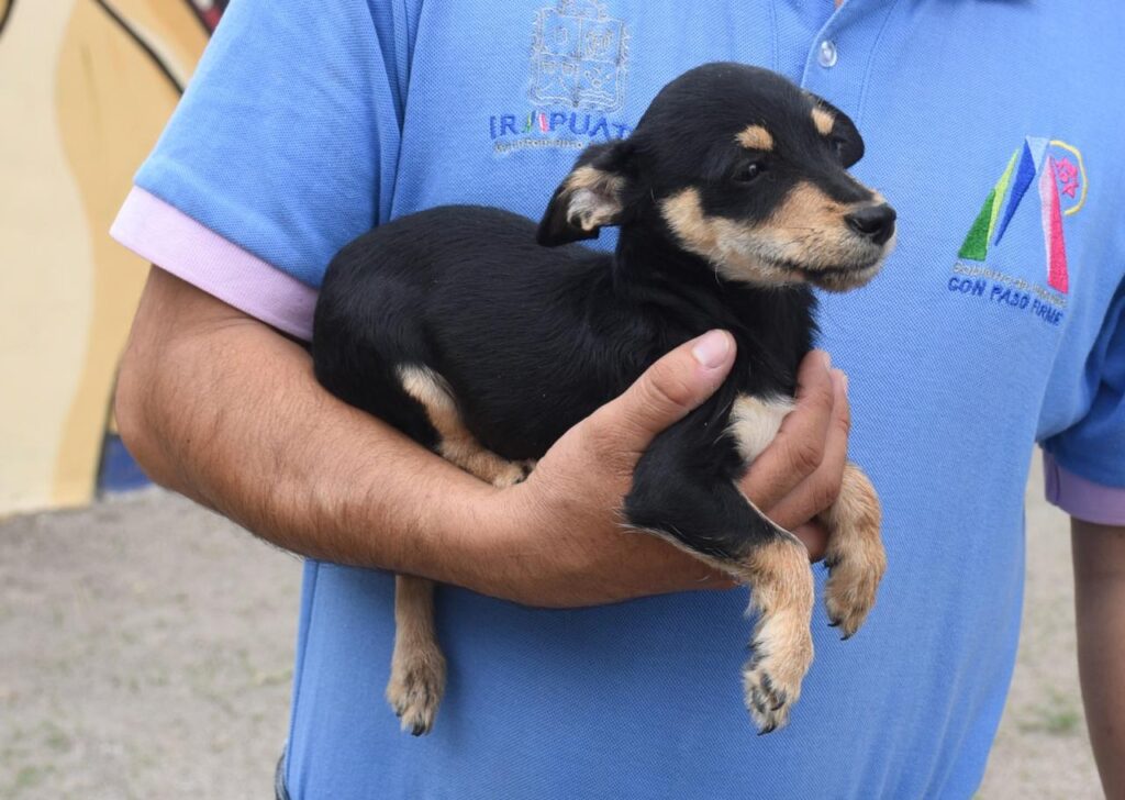 El centro se encuentra ubicado en la calle Excélsior número 210, en la colonia Ciudad de los Olivos, donde personal especializado acompaña a las familias durante todo el proceso de adopción.