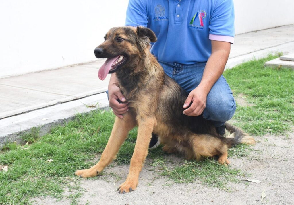 El centro se encuentra ubicado en la calle Excélsior número 210, en la colonia Ciudad de los Olivos, donde personal especializado acompaña a las familias durante todo el proceso de adopción.
