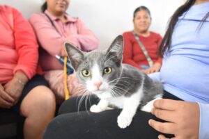 ÉXITO Y GRAN RESPUESTA CIUDADANA EN LA JORNADA DE ESTERILIZACIÓN ANIMAL EN LA CUARTA BRIGADA