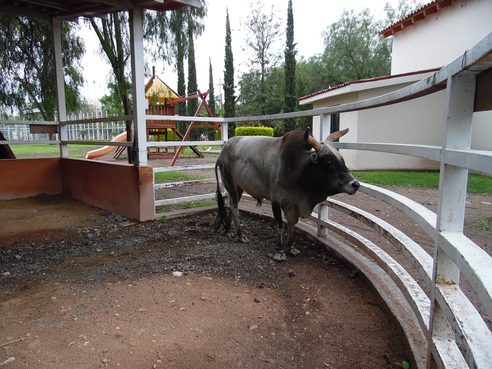 ZooIra se mantiene libre de casos de gusano barrenador