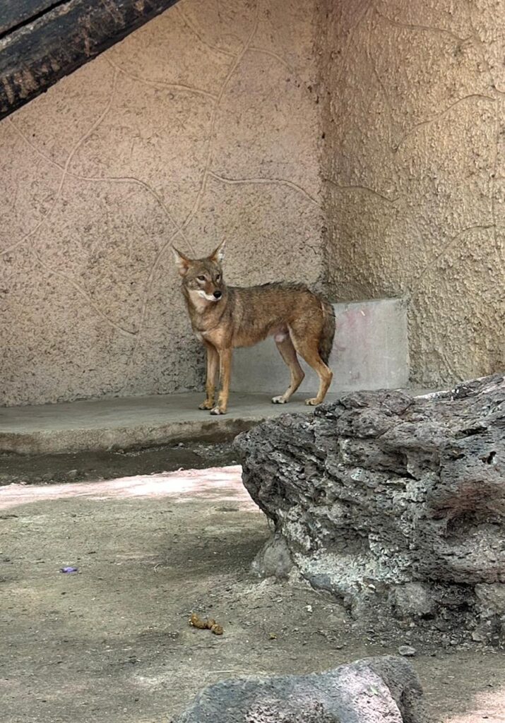 ¿Perros o coyotes? Hugo y Machete muestran en el Zoológico de Irapuato por qué no debes confundirlos