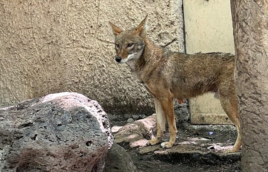 ¿Perros o coyotes? Hugo y Machete muestran en el Zoológico de Irapuato por qué no debes confundirlos