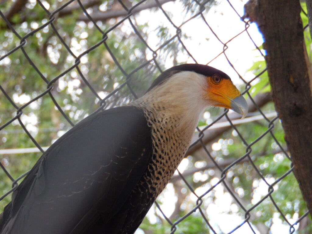 El halcón que roba presas a otros depredadores vive en el Zoológico de Irapuato