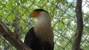 El halcón que roba presas a otros depredadores vive en el Zoológico de Irapuato