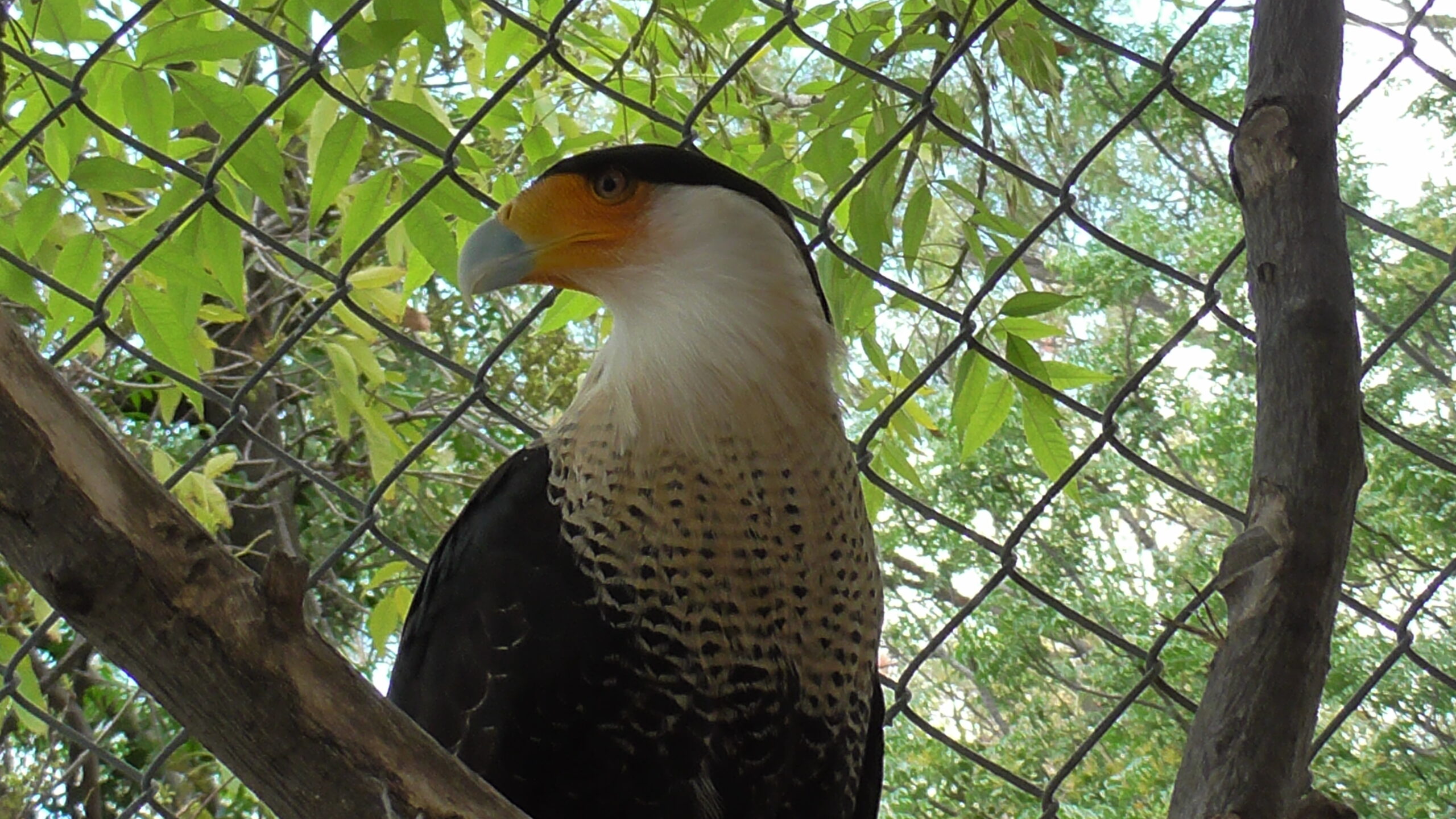 El halcón que roba presas a otros depredadores vive en el Zoológico de Irapuato