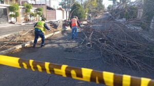Lluvias y fuertes vientos derriban 27 árboles y dañan semáforos en Irapuato; atienden 51 reportes