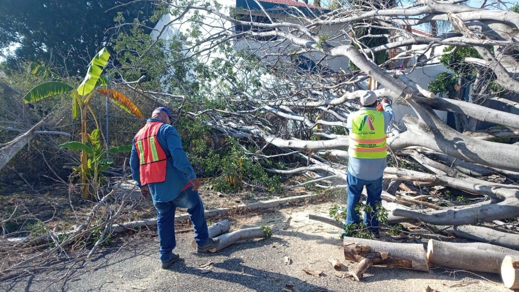 Lluvias y fuertes vientos derriban 27 árboles y dañan semáforos en Irapuato; atienden 51 reportes