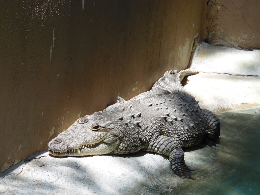 Durante las vacaciones de verano, el Zoológico de Irapuato permanece abierto todos los días de 9:00 de la mañana a 6:00 de la tarde, por lo que las familias pueden aprovechar la visita para conocer de cerca al cocodrilo de pantano y otras especies que habitan en el recinto