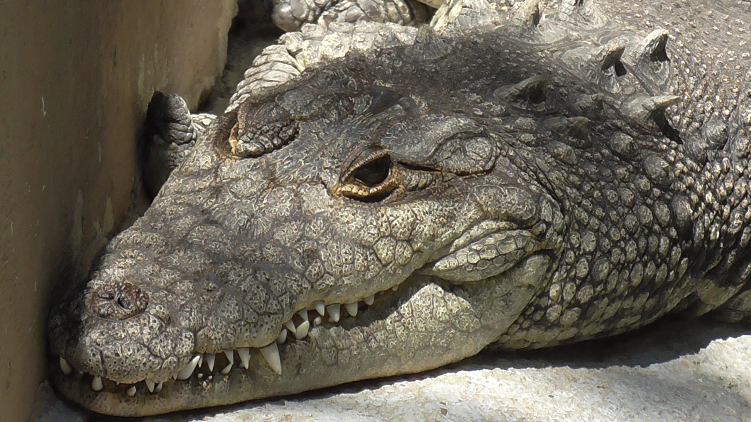 Durante las vacaciones de verano, el Zoológico de Irapuato permanece abierto todos los días de 9:00 de la mañana a 6:00 de la tarde, por lo que las familias pueden aprovechar la visita para conocer de cerca al cocodrilo de pantano y otras especies que habitan en el recinto