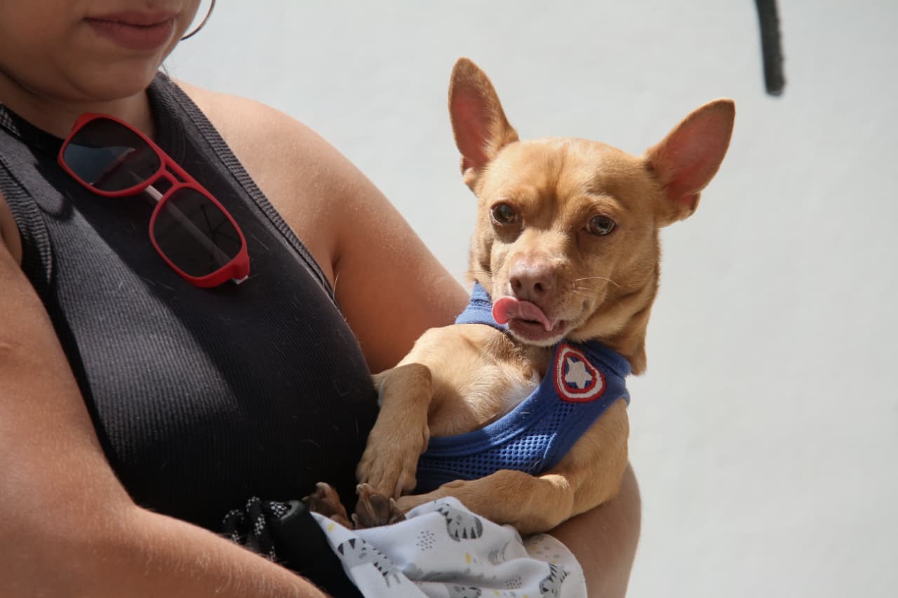 CANI REALIZAN EXITOSA CAMPAÑA DE ESTERILIZACIÓN GRATUITA PARA PERROS Y GATOS