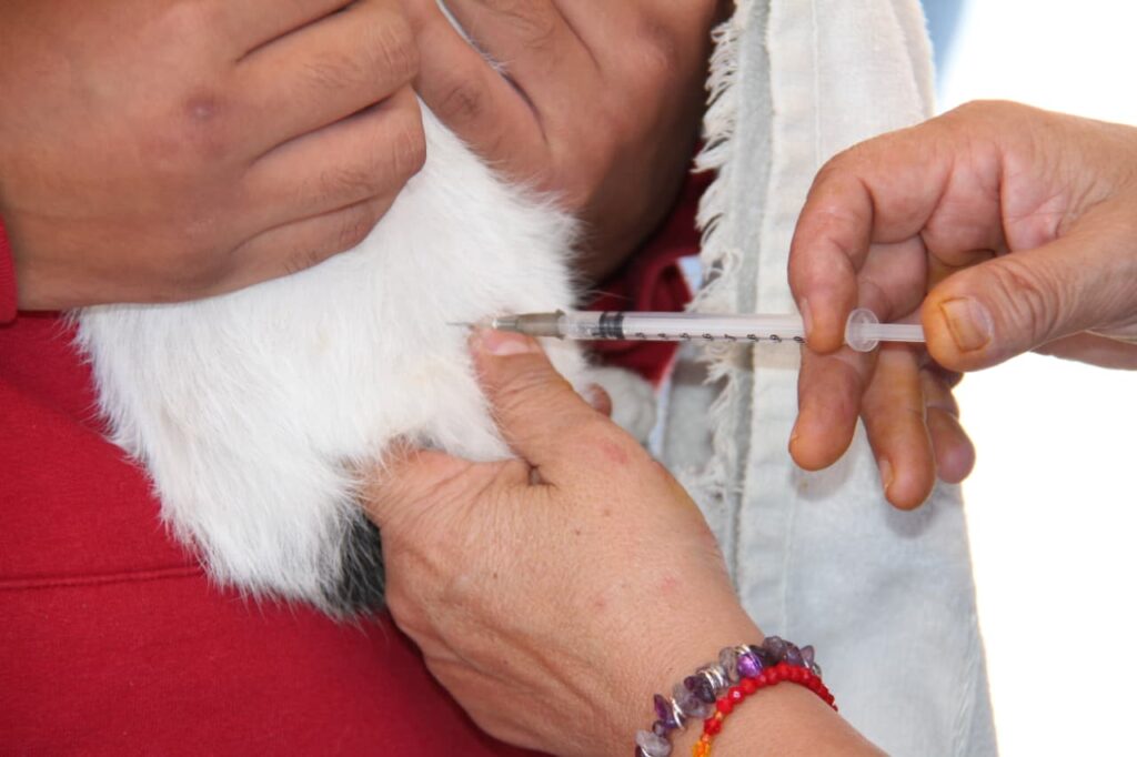 CANI REALIZAN EXITOSA CAMPAÑA DE ESTERILIZACIÓN GRATUITA PARA PERROS Y GATOS
