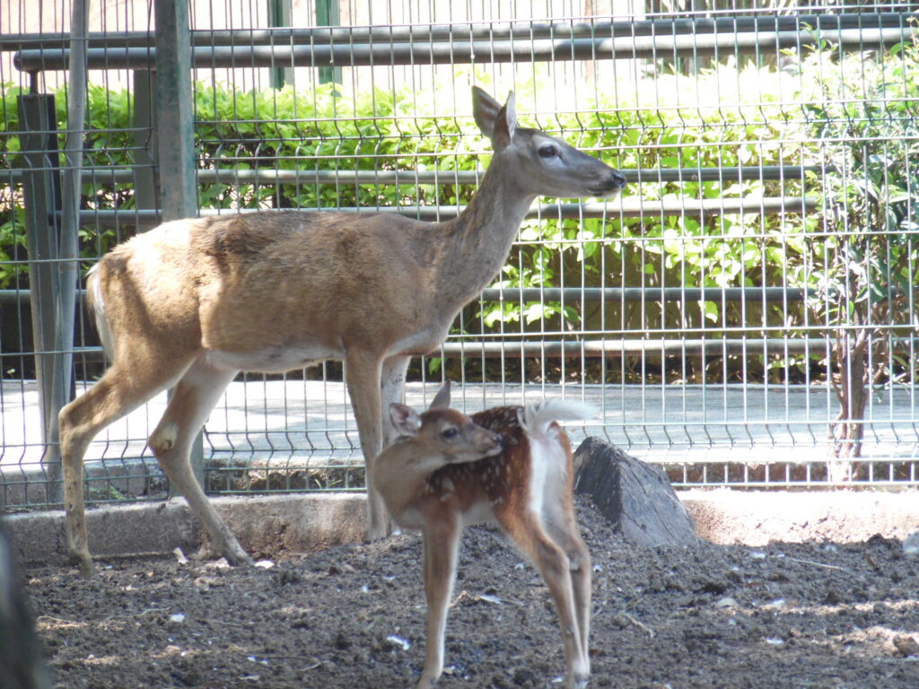 Nacen cinco cervatillos de venado cola blanca en el ZooIra