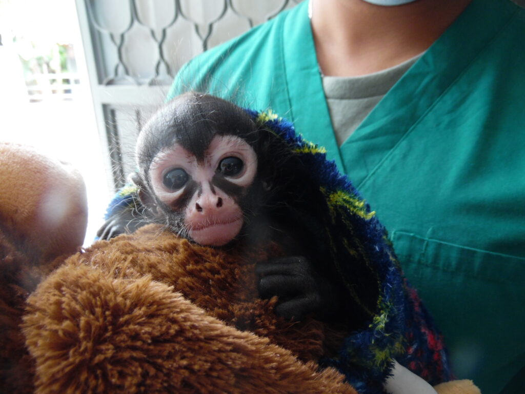 Tommy, el bebé mono araña que te espera en el ZooIra