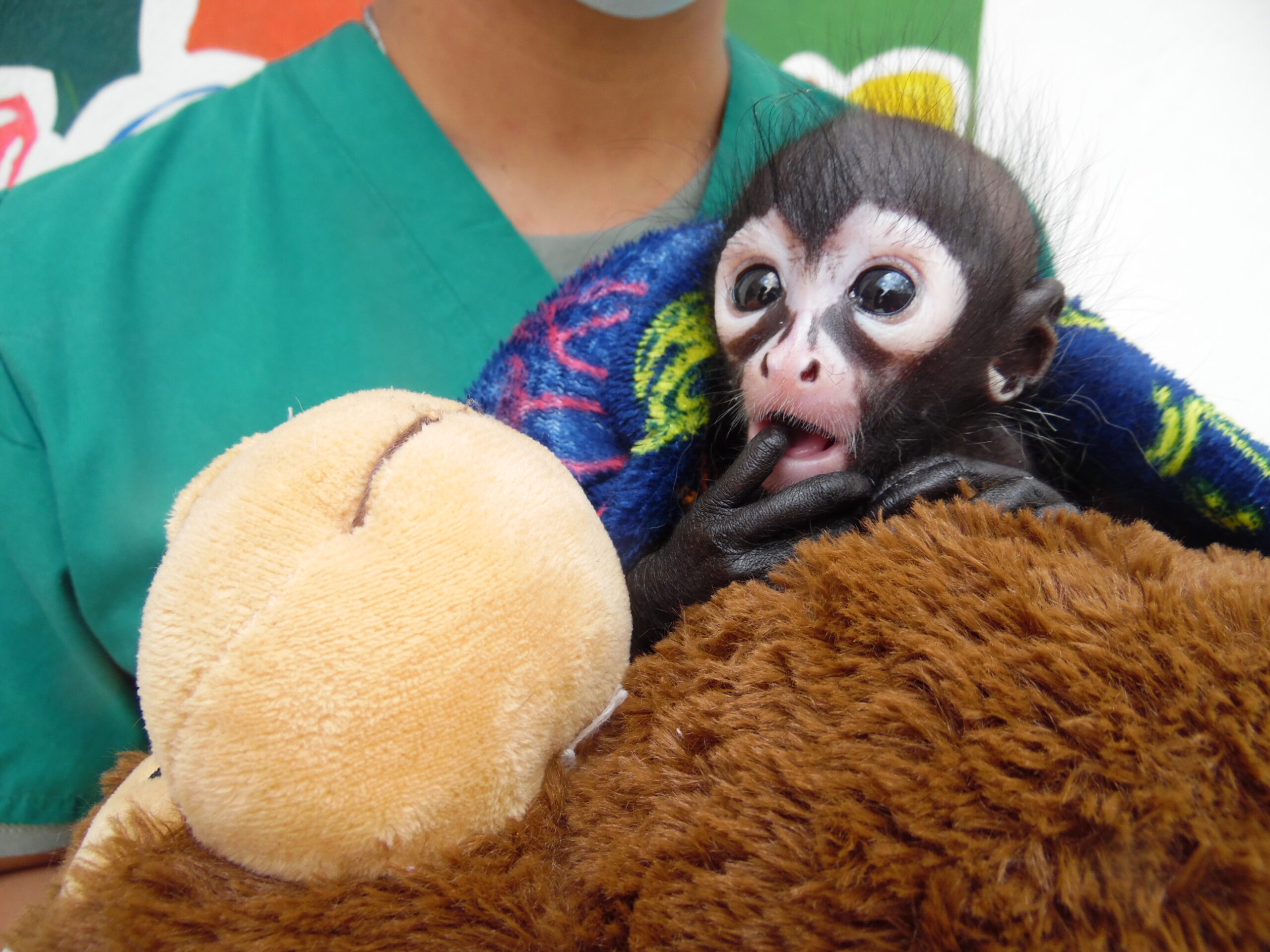 Tommy, el bebé mono araña que te espera en el ZooIra